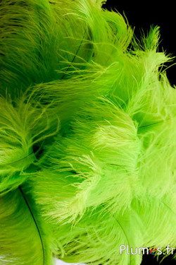 Autruche - 30-40 cm - lime
